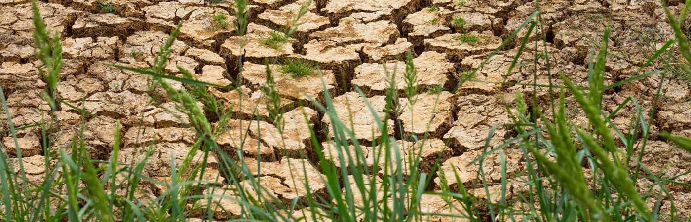 Parched earth in a drought