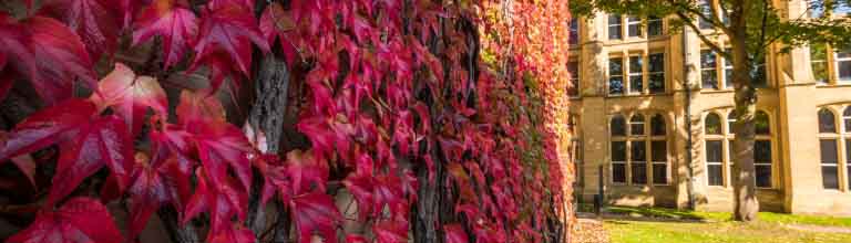 Red leaves growing on university wall