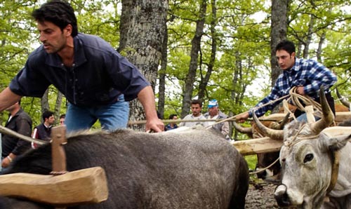 Men driving oxen