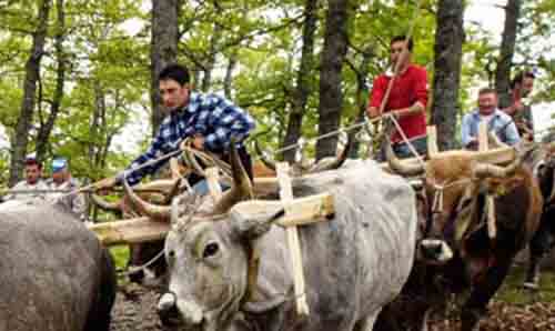 Men herding cattle